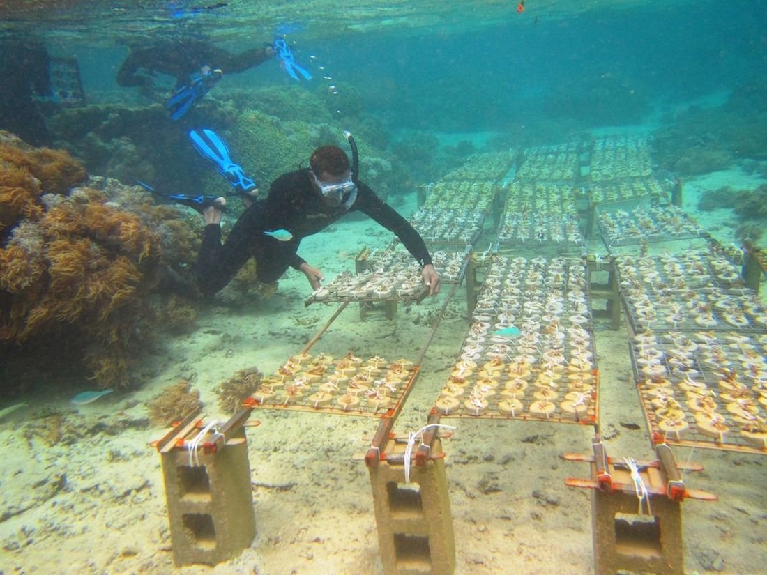 Diver tending coral fragments mounted on nursery tables on the seabed