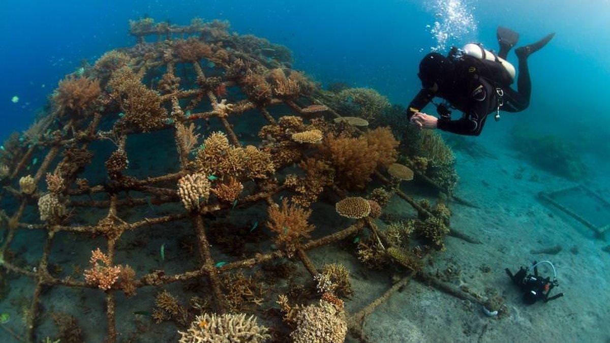 Diver inspecting a reef restoration structure colonised by growing coral